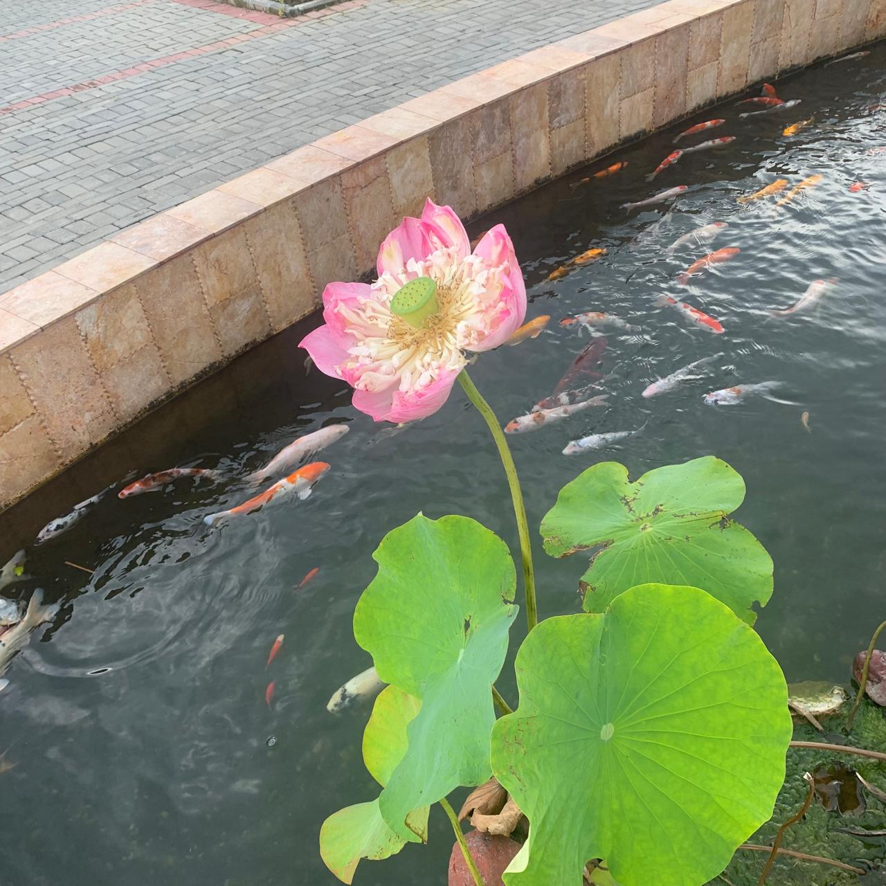Lotus in a pond